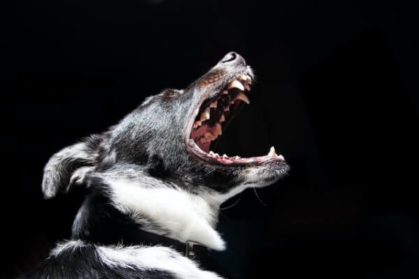 personal injury template dog bite img.jpg